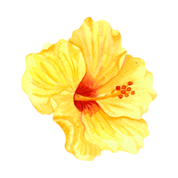 Vibrant yellow hibiscus flower illustration